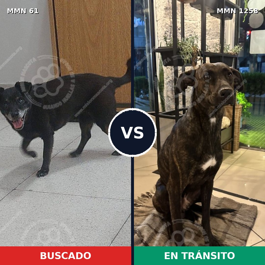 Comparativa MMS 20611: mascota perdida y mascota encontrada, 73% de similitud