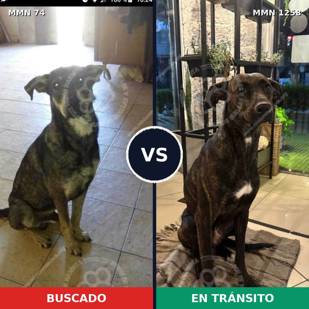 Comparativa MMS 20612: mascota perdida y mascota encontrada, 60% de similitud