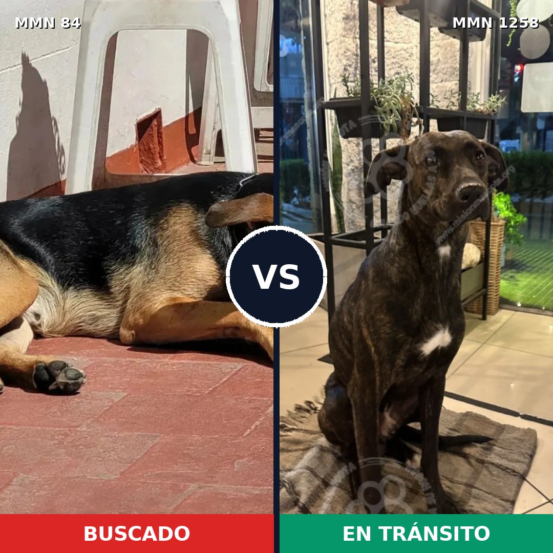 Comparativa MMS 20613: mascota perdida y mascota encontrada, 64% de similitud