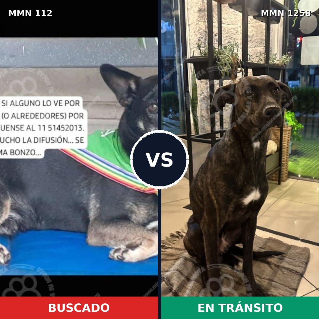 Comparativa MMS 20614: mascota perdida y mascota encontrada, 73% de similitud