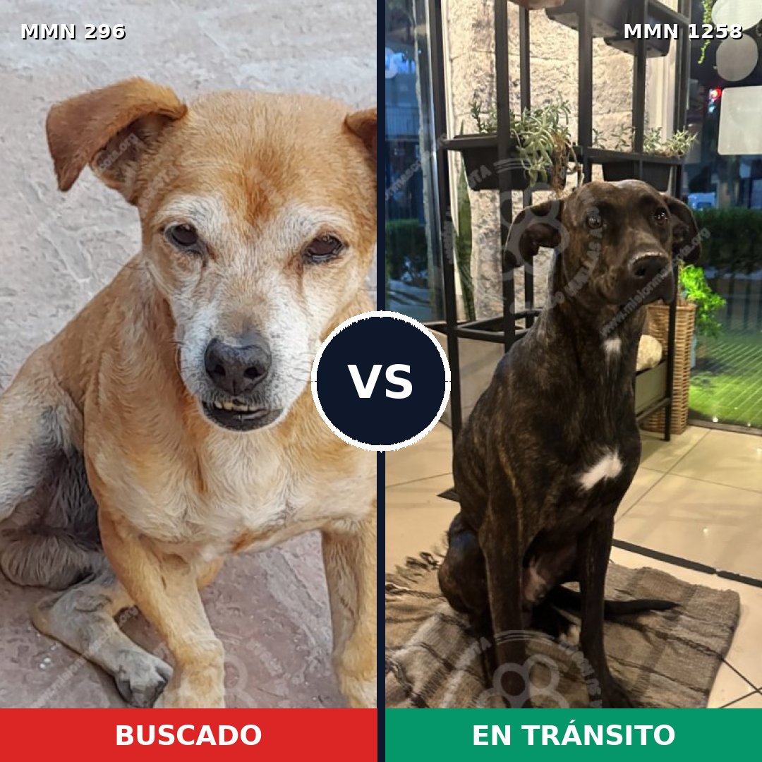 Comparativa MMS 20617: mascota perdida y mascota encontrada, 65% de similitud