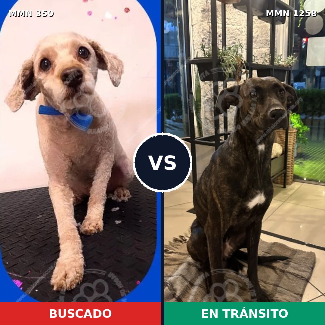 Comparativa MMS 20618: mascota perdida y mascota encontrada, 51% de similitud