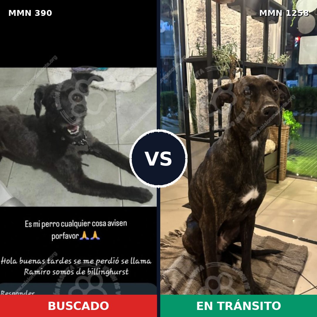 Comparativa MMS 20620: mascota perdida y mascota encontrada, 58% de similitud