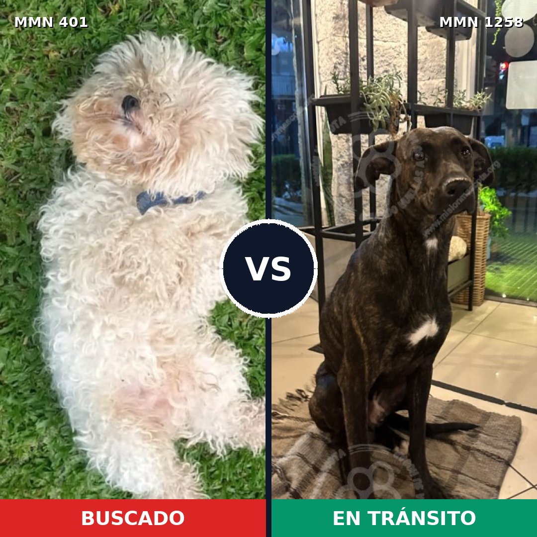 Comparativa MMS 20621: mascota perdida y mascota encontrada, 23% de similitud