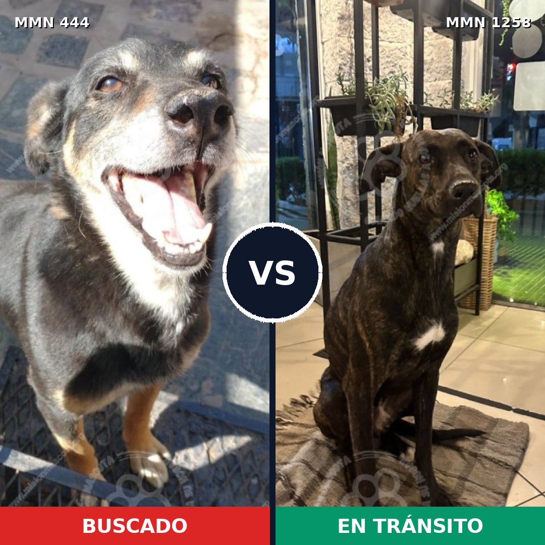 Comparativa MMS 20625: mascota perdida y mascota encontrada, 64% de similitud