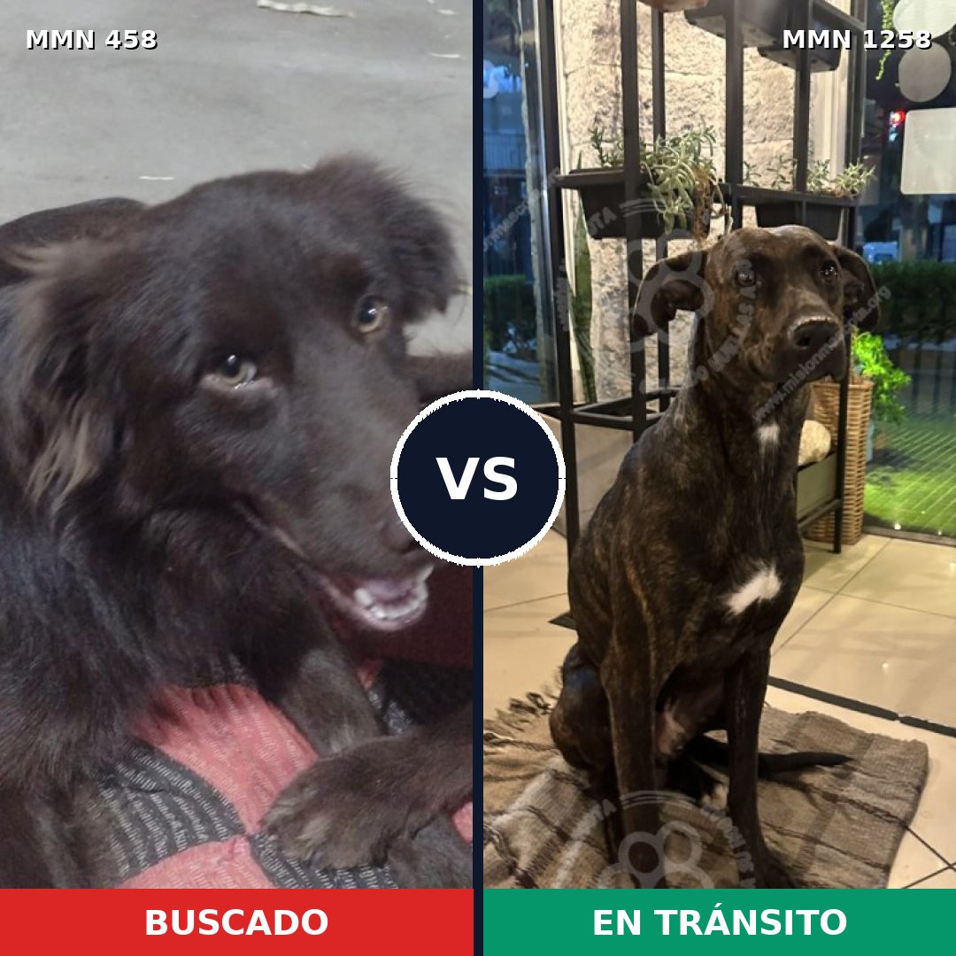 Comparativa MMS 20626: mascota perdida y mascota encontrada, 66% de similitud