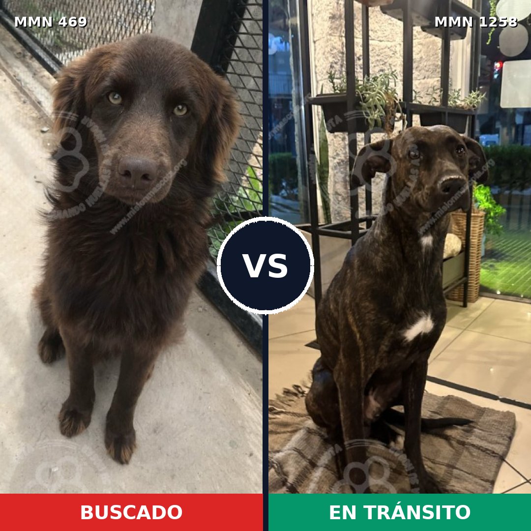 Comparativa MMS 20627: mascota perdida y mascota encontrada, 70% de similitud