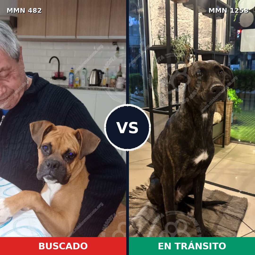 Comparativa MMS 20630: mascota perdida y mascota encontrada, 45% de similitud
