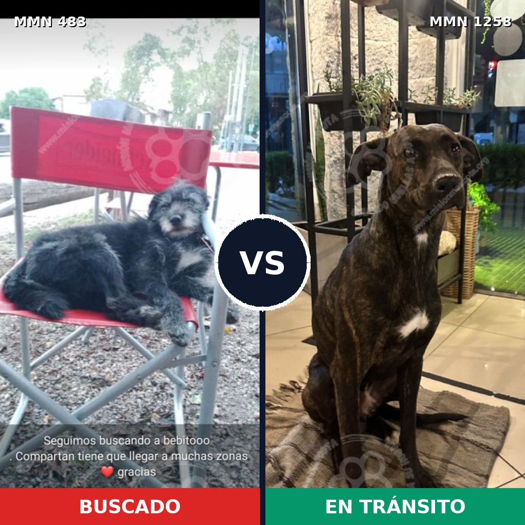 Comparativa MMS 20631: mascota perdida y mascota encontrada, 78% de similitud