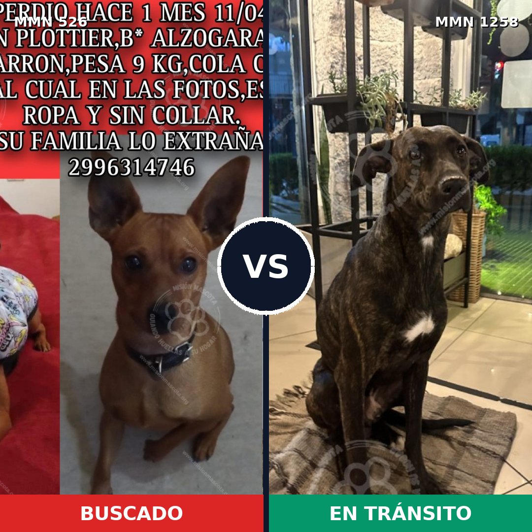 Comparativa MMS 20634: mascota perdida y mascota encontrada, 36% de similitud