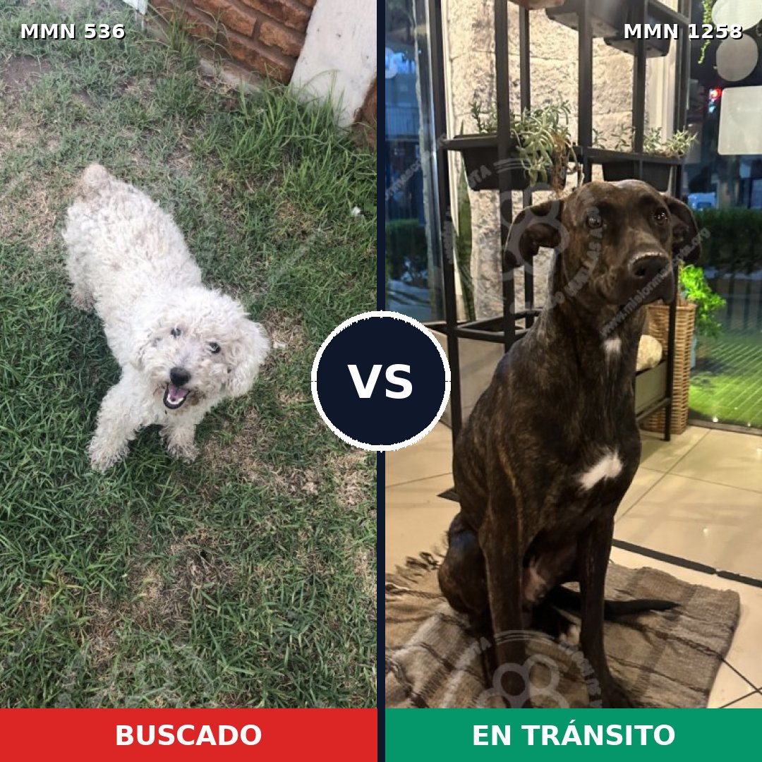 Comparativa MMS 20636: mascota perdida y mascota encontrada, 44% de similitud
