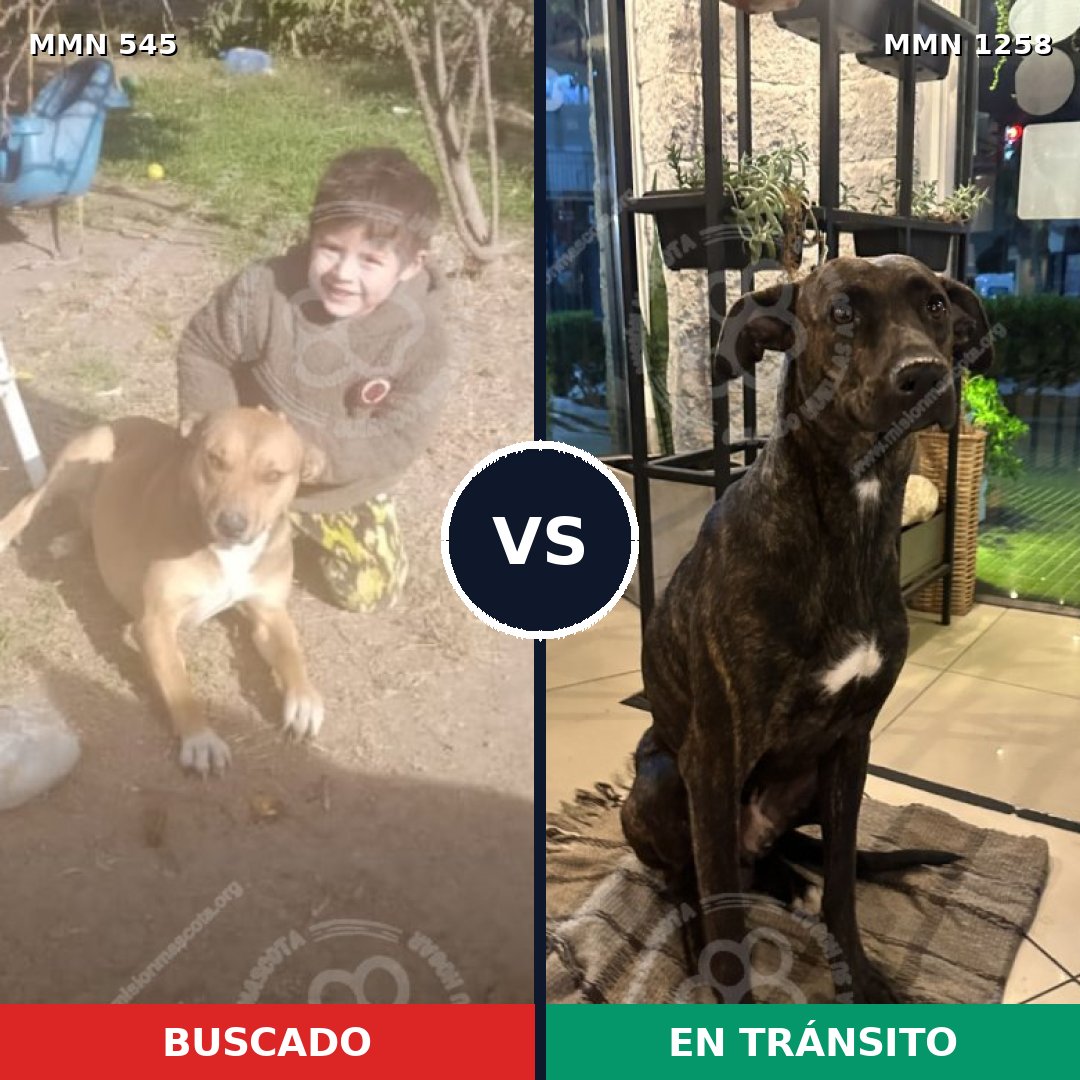 Comparativa MMS 20637: mascota perdida y mascota encontrada, 61% de similitud