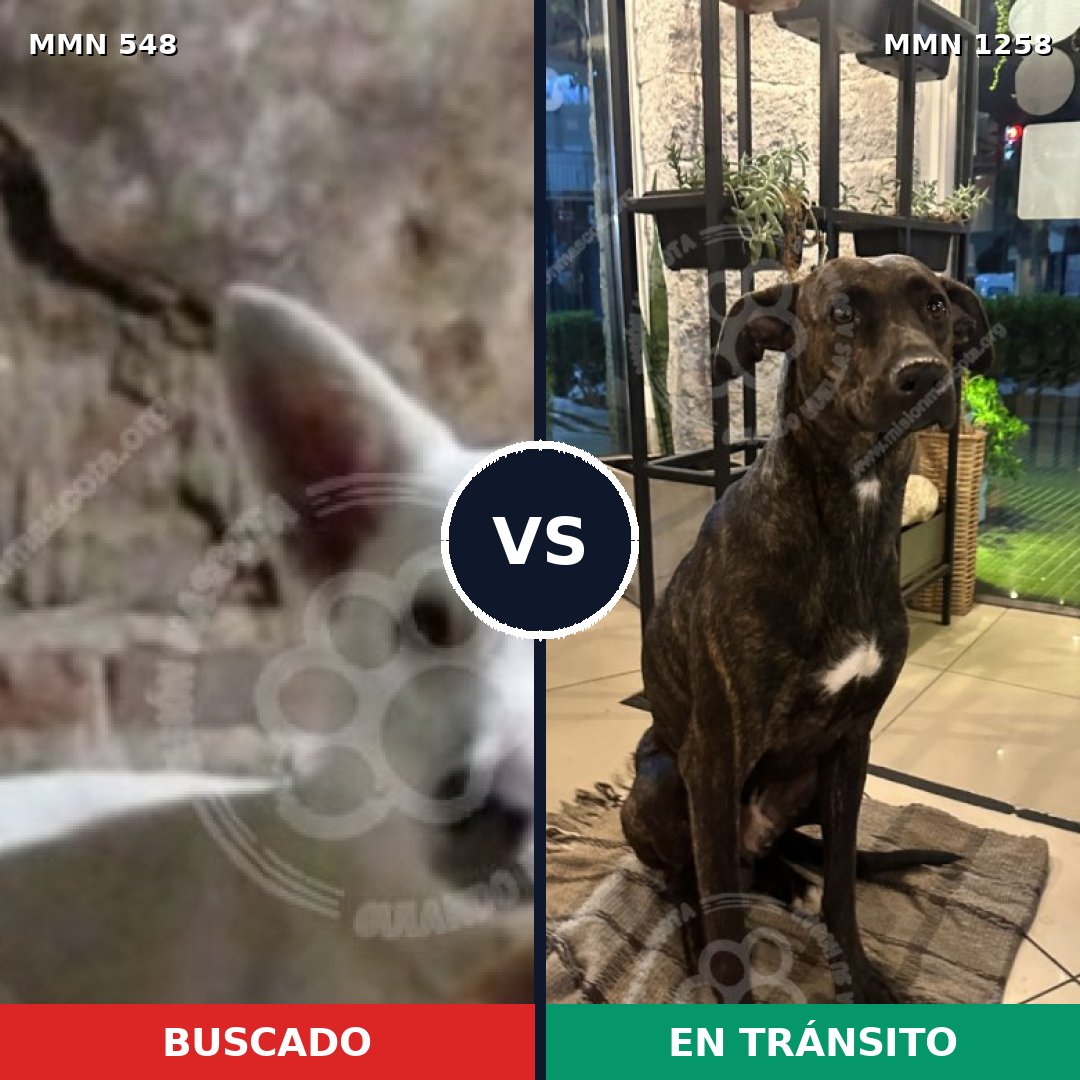 Comparativa MMS 20638: mascota perdida y mascota encontrada, 64% de similitud