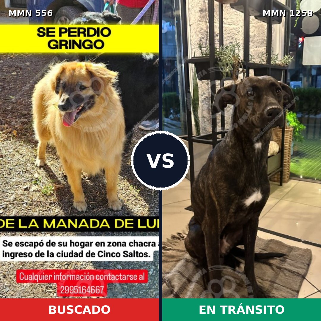 Comparativa MMS 20639: mascota perdida y mascota encontrada, 59% de similitud