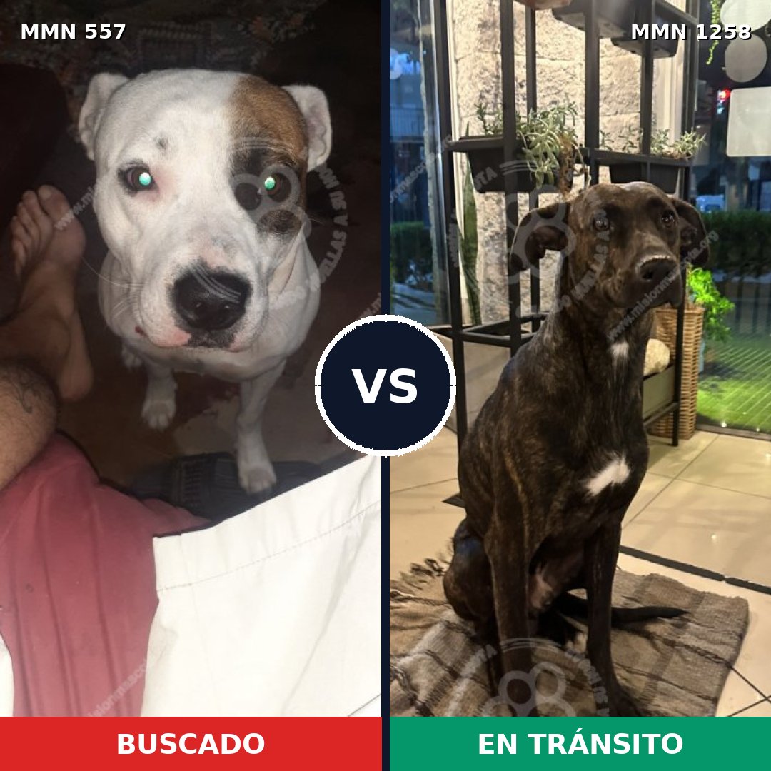 Comparativa MMS 20640: mascota perdida y mascota encontrada, 56% de similitud