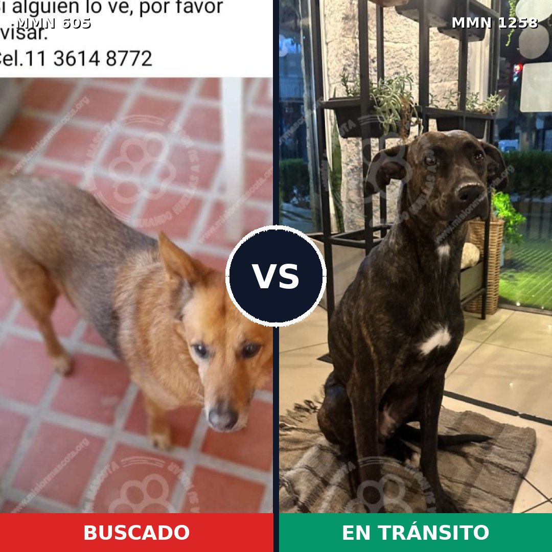 Comparativa MMS 20643: mascota perdida y mascota encontrada, 74% de similitud