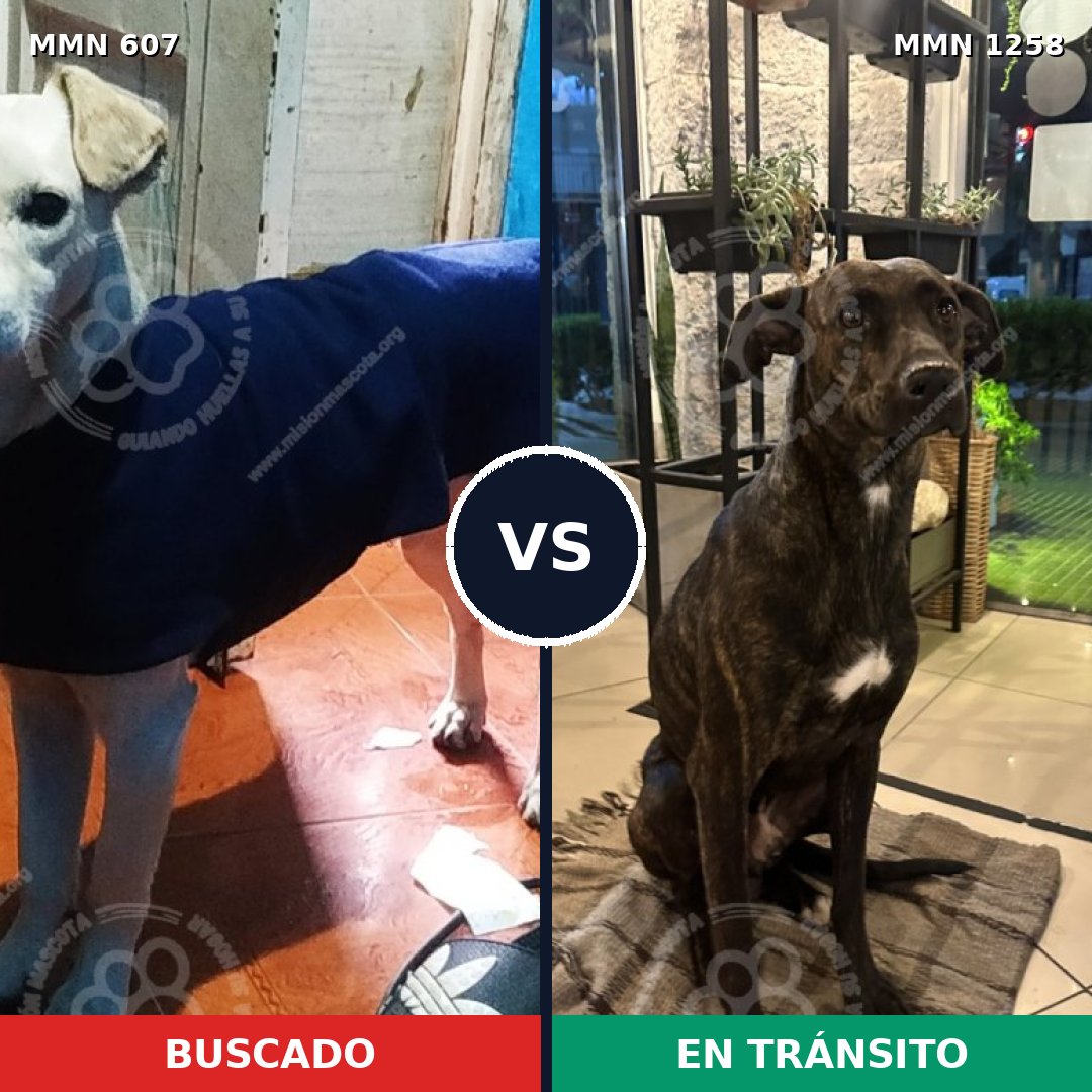 Comparativa MMS 20644: mascota perdida y mascota encontrada, 80% de similitud