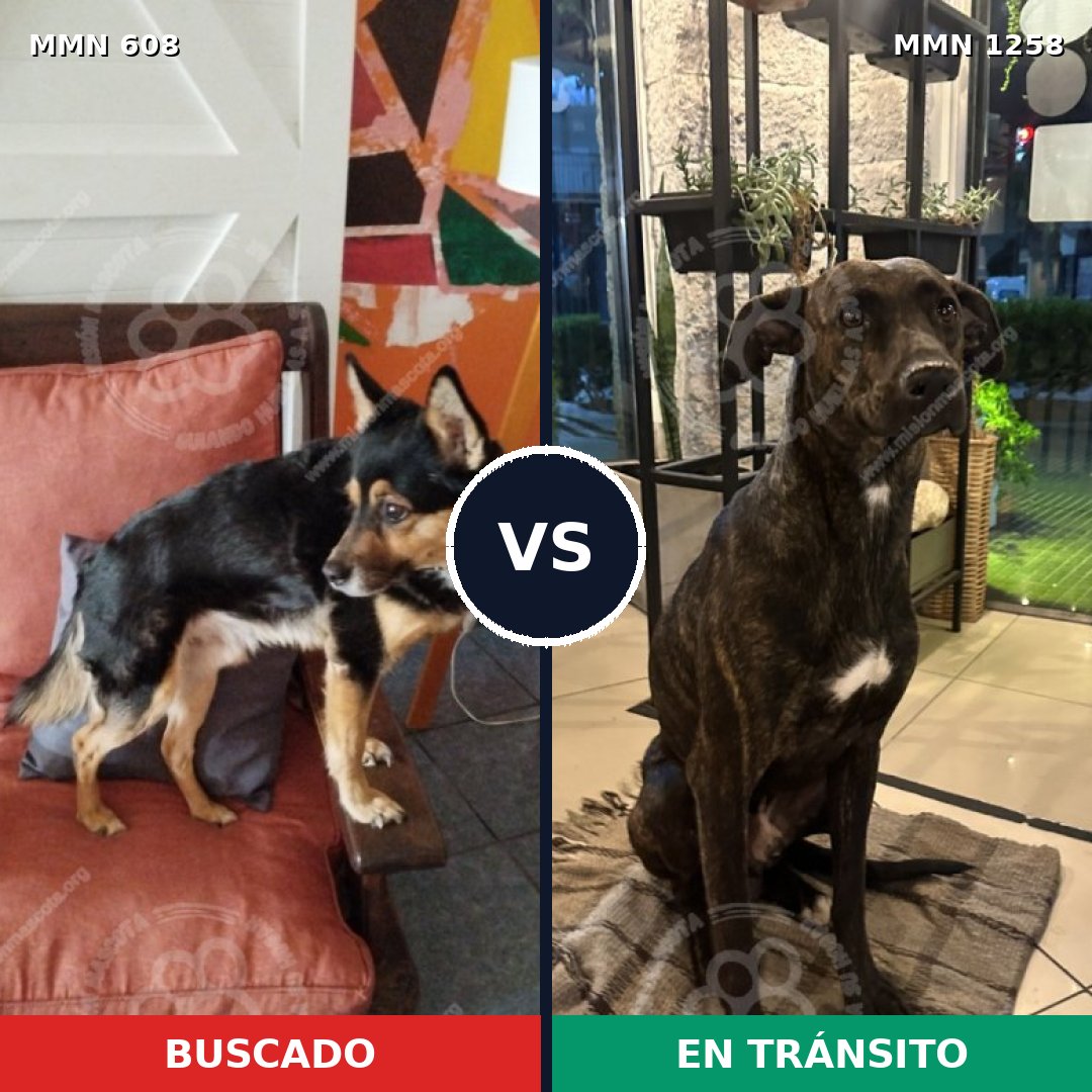 Comparativa MMS 20645: mascota perdida y mascota encontrada, 79% de similitud