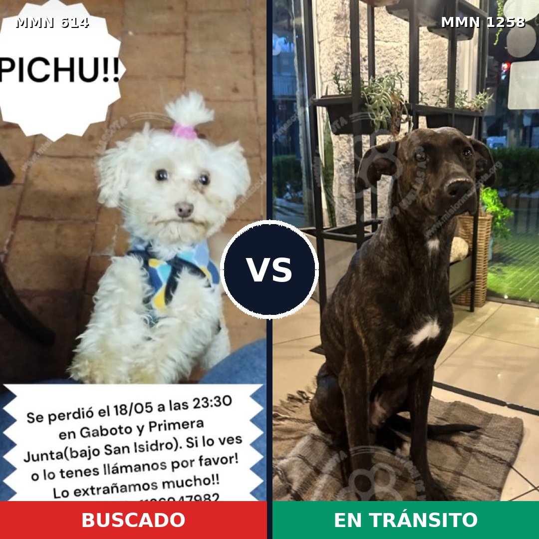 Comparativa MMS 20646: mascota perdida y mascota encontrada, 34% de similitud