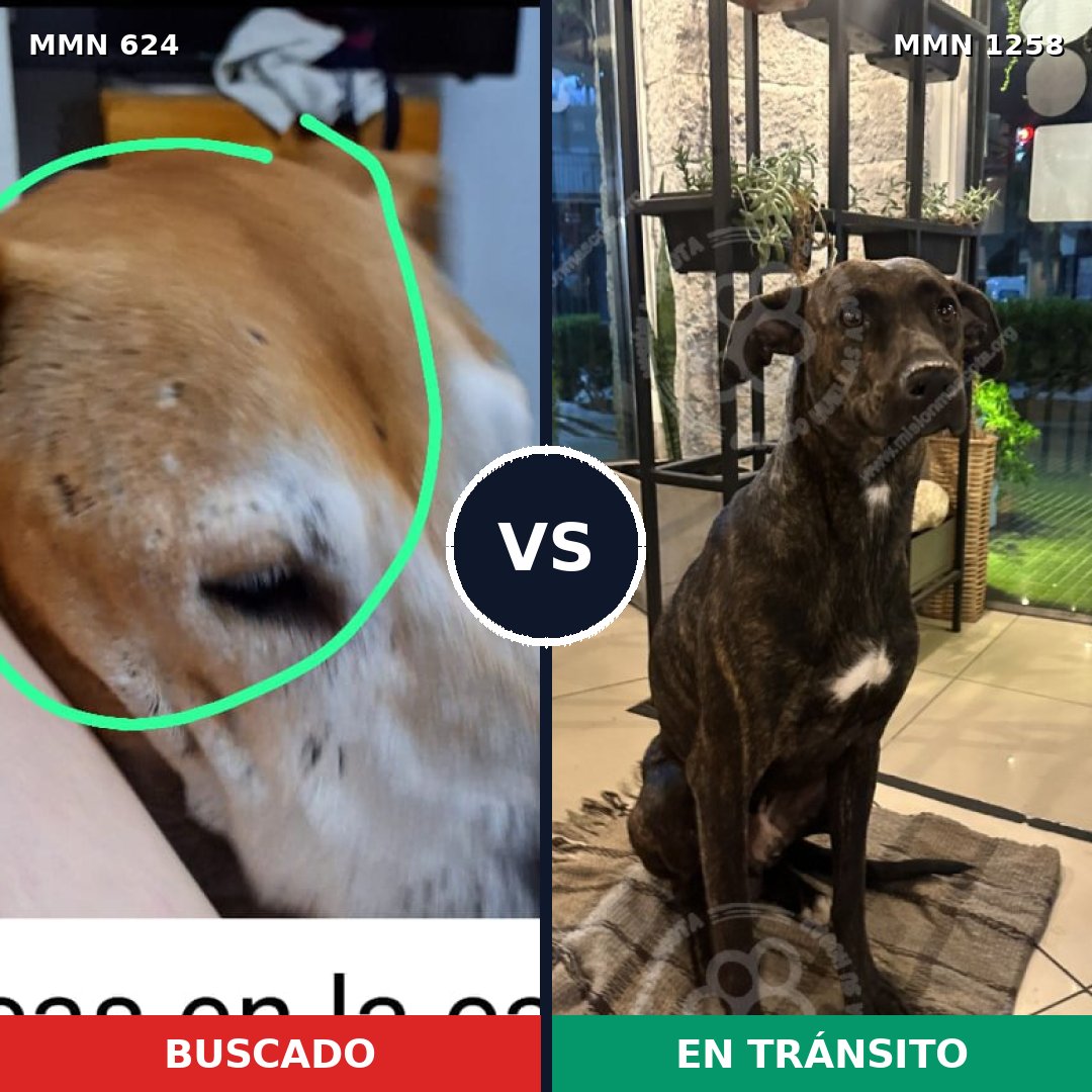 Comparativa MMS 20647: mascota perdida y mascota encontrada, 39% de similitud