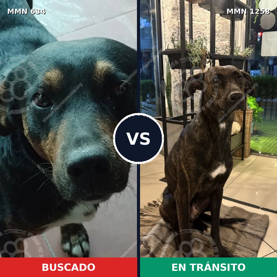 Comparativa MMS 20648: mascota perdida y mascota encontrada, 83% de similitud