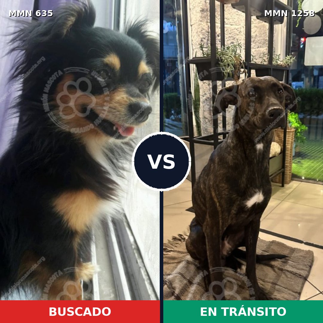 Comparativa MMS 20649: mascota perdida y mascota encontrada, 35% de similitud