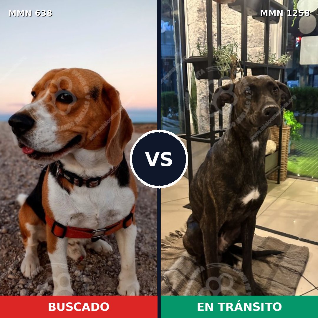 Comparativa MMS 20650: mascota perdida y mascota encontrada, 44% de similitud