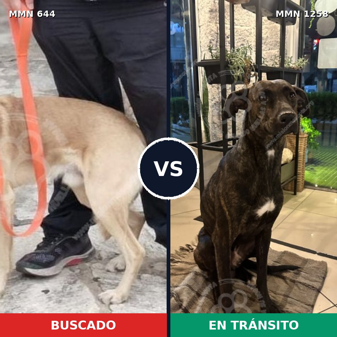 Comparativa MMS 20651: mascota perdida y mascota encontrada, 75% de similitud