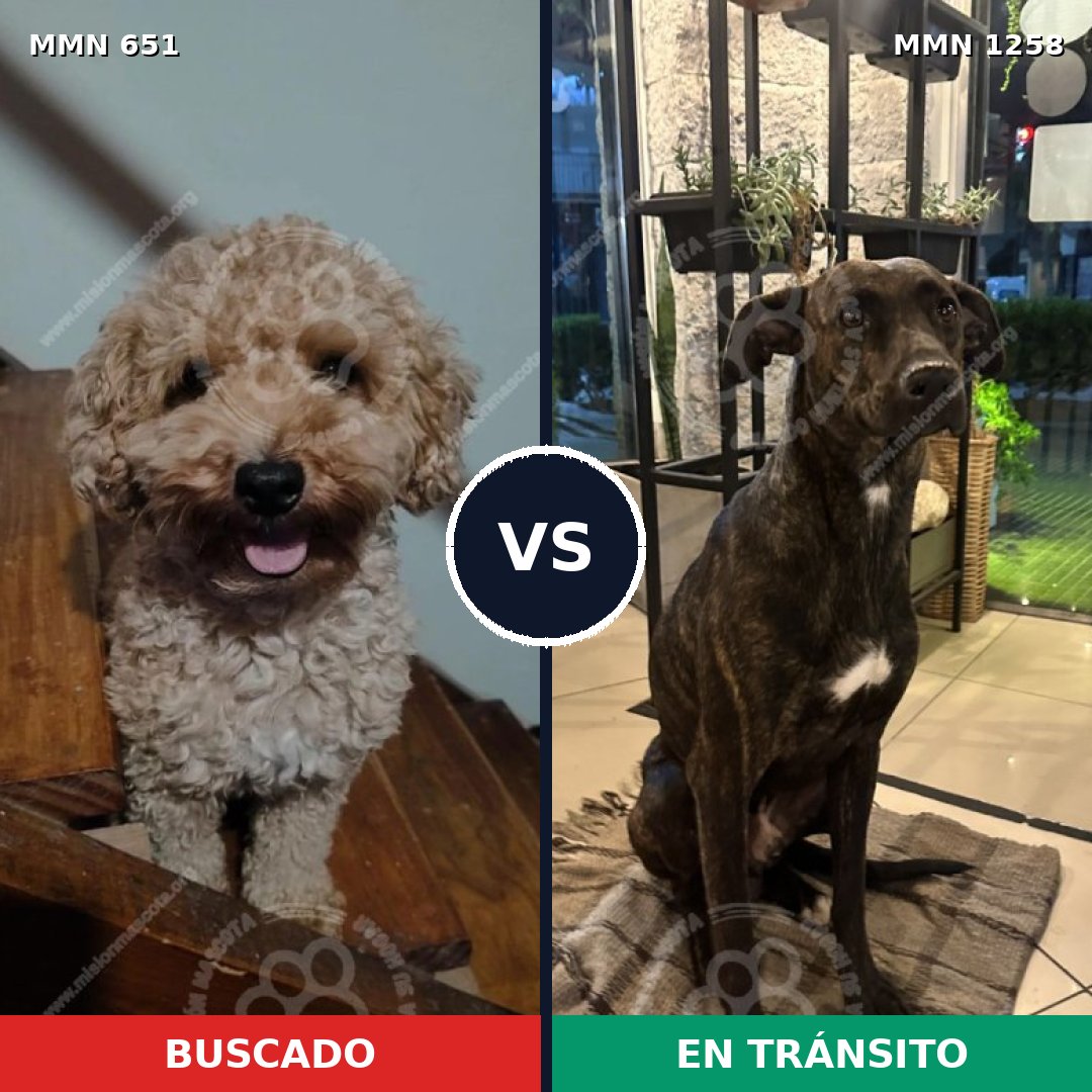 Comparativa MMS 20652: mascota perdida y mascota encontrada, 26% de similitud