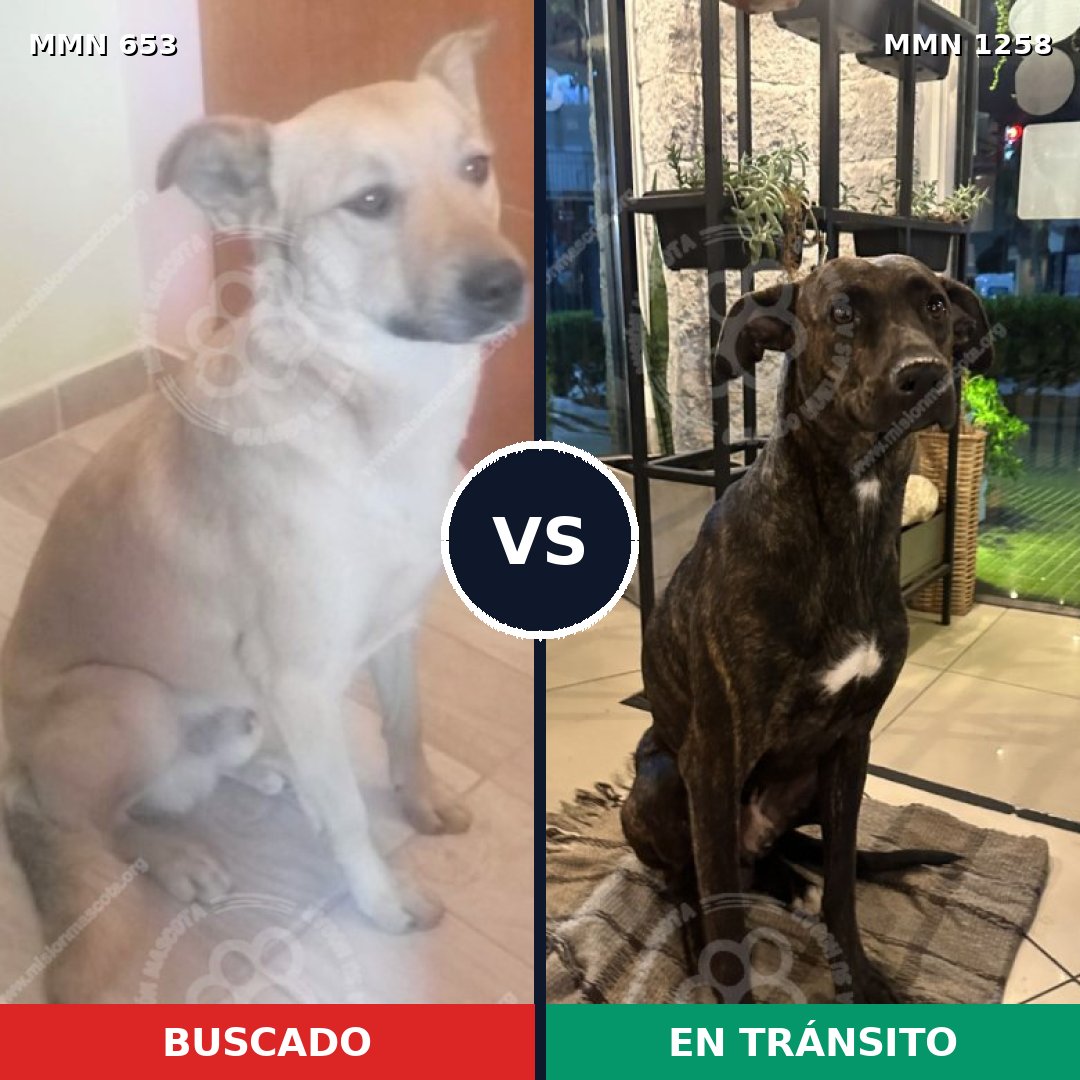 Comparativa MMS 20653: mascota perdida y mascota encontrada, 72% de similitud