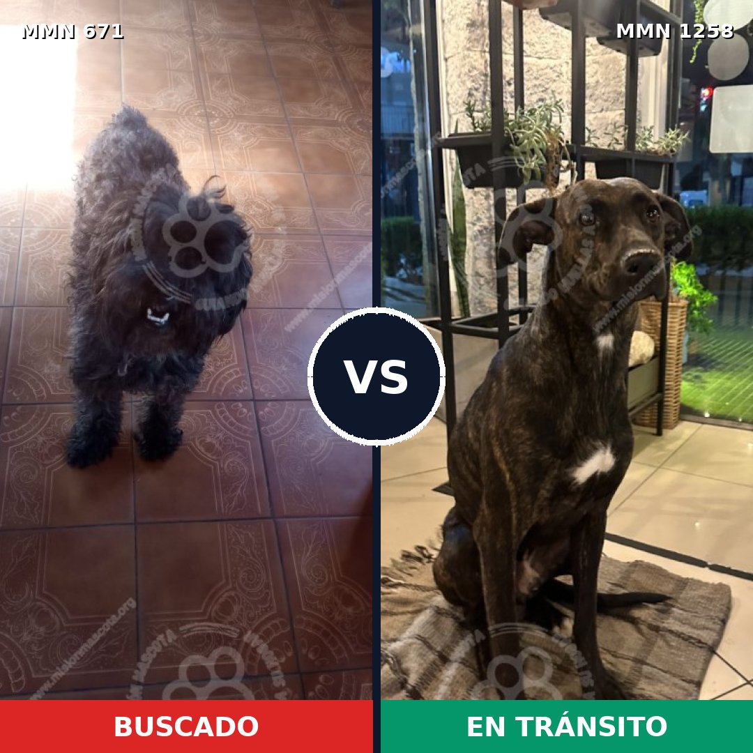 Comparativa MMS 20655: mascota perdida y mascota encontrada, 38% de similitud