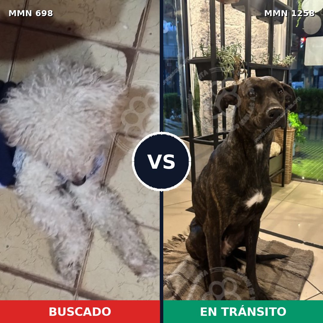 Comparativa MMS 20657: mascota perdida y mascota encontrada, 47% de similitud