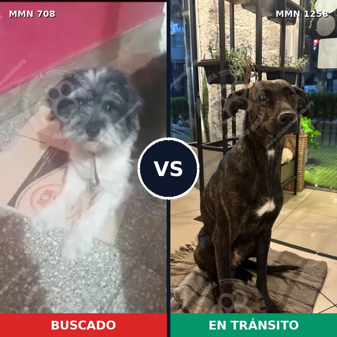 Comparativa MMS 20658: mascota perdida y mascota encontrada, 54% de similitud