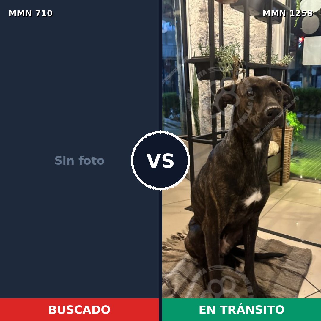 Comparativa MMS 20659: mascota perdida y mascota encontrada, 50% de similitud