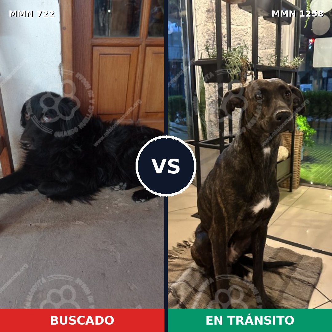 Comparativa MMS 20660: mascota perdida y mascota encontrada, 49% de similitud