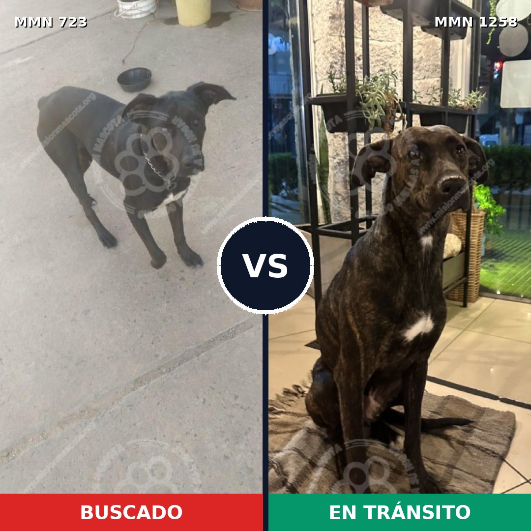 Comparativa MMS 20661: mascota perdida y mascota encontrada, 63% de similitud