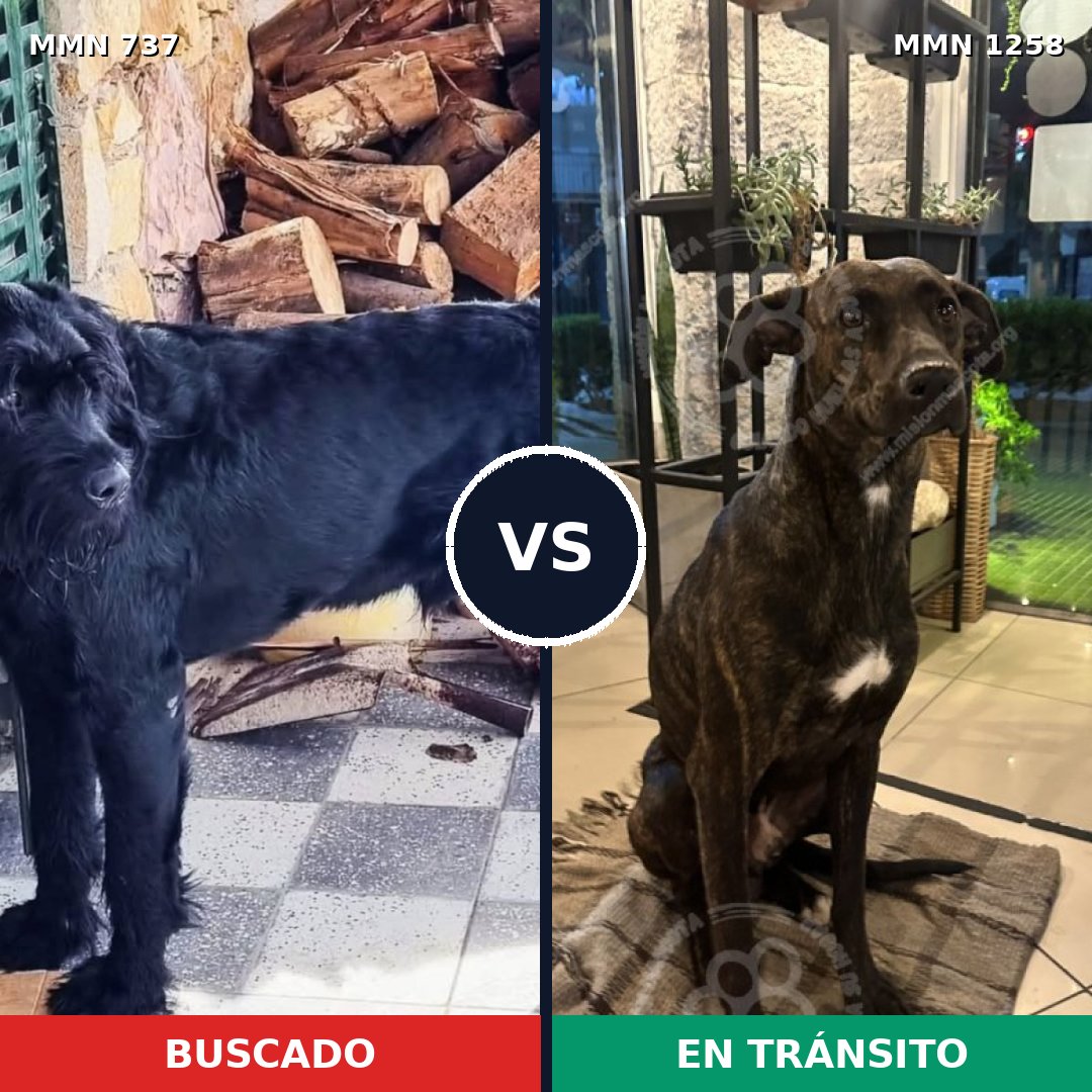 Comparativa MMS 20662: mascota perdida y mascota encontrada, 26% de similitud