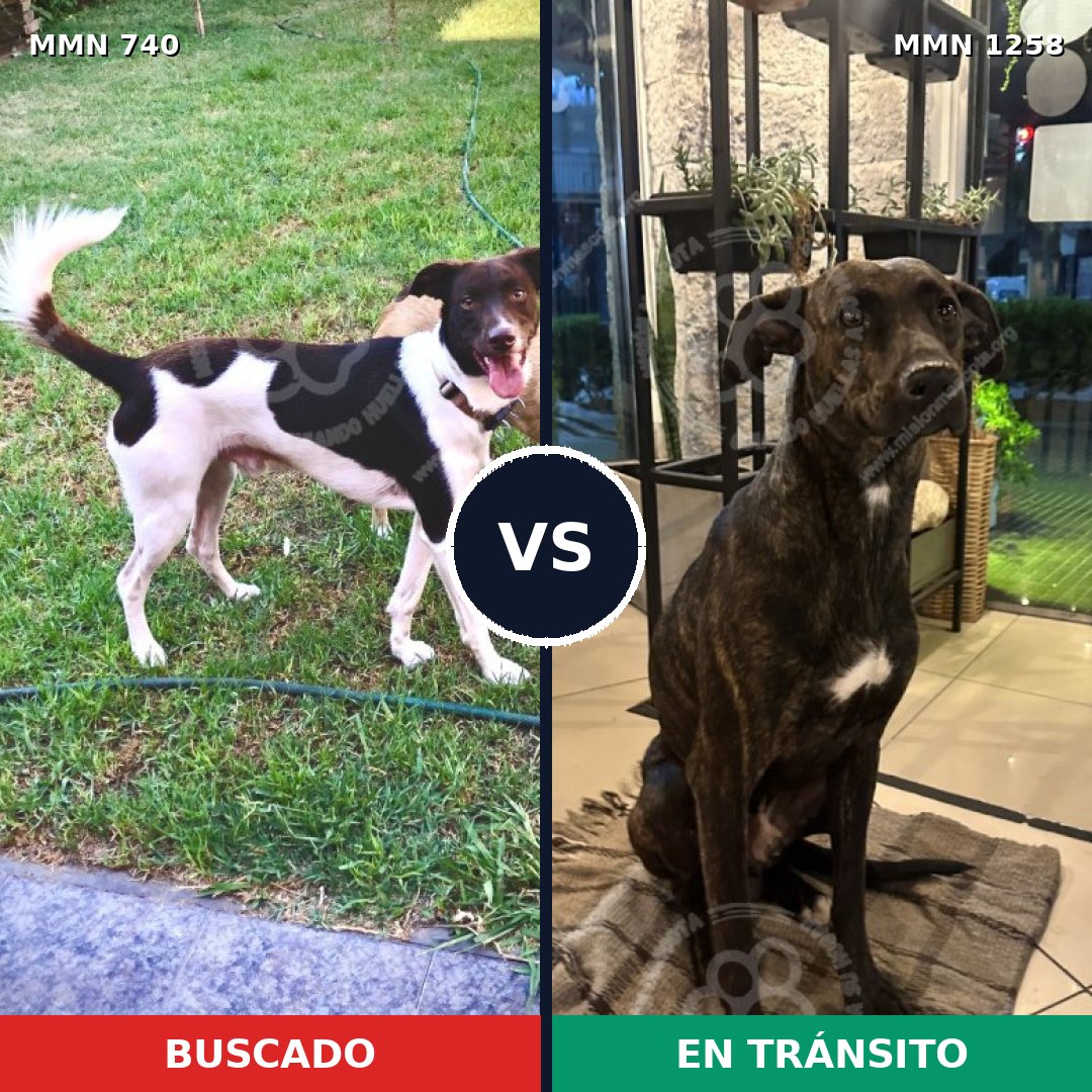 Comparativa MMS 20663: mascota perdida y mascota encontrada, 73% de similitud