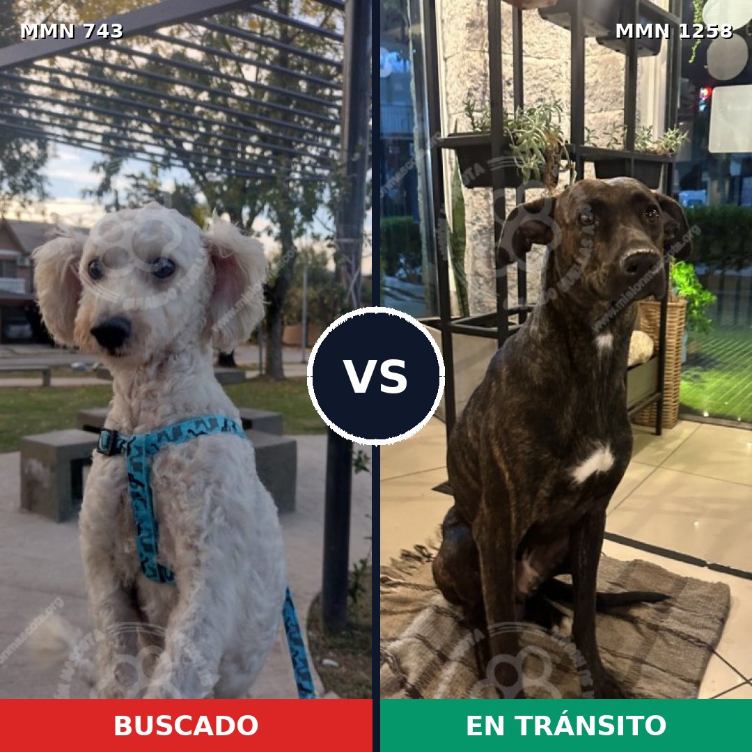 Comparativa MMS 20664: mascota perdida y mascota encontrada, 57% de similitud
