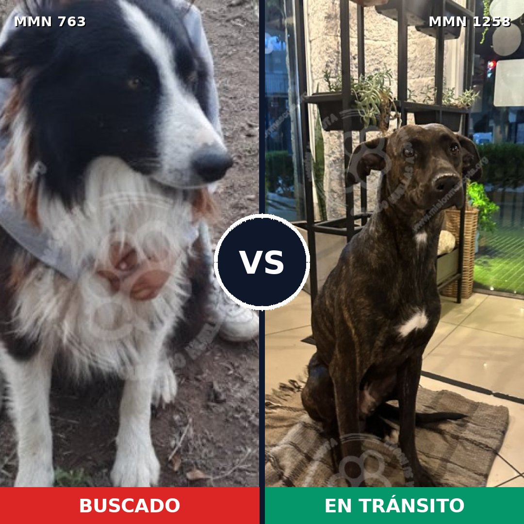 Comparativa MMS 20666: mascota perdida y mascota encontrada, 54% de similitud
