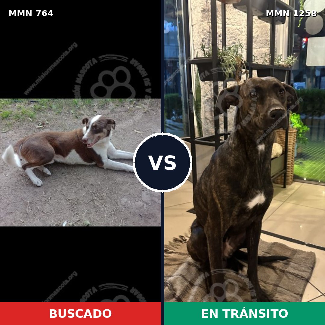 Comparativa MMS 20667: mascota perdida y mascota encontrada, 49% de similitud