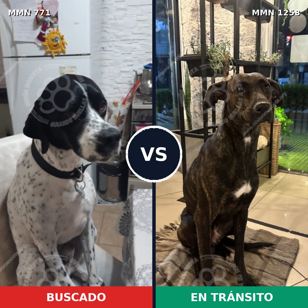 Comparativa MMS 20671: mascota perdida y mascota encontrada, 48% de similitud