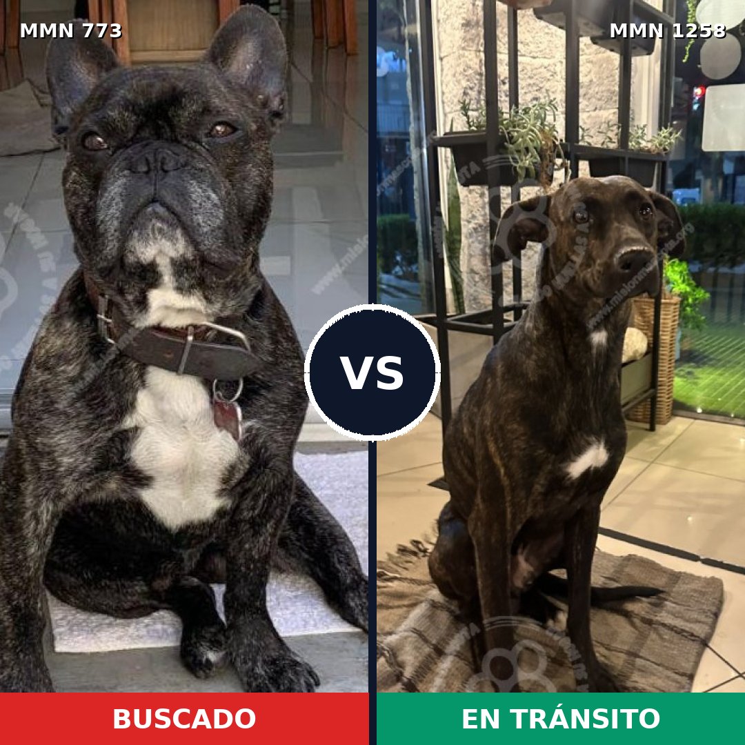 Comparativa MMS 20672: mascota perdida y mascota encontrada, 59% de similitud