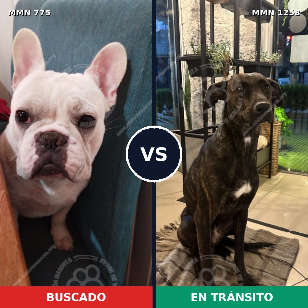 Comparativa MMS 20673: mascota perdida y mascota encontrada, 44% de similitud