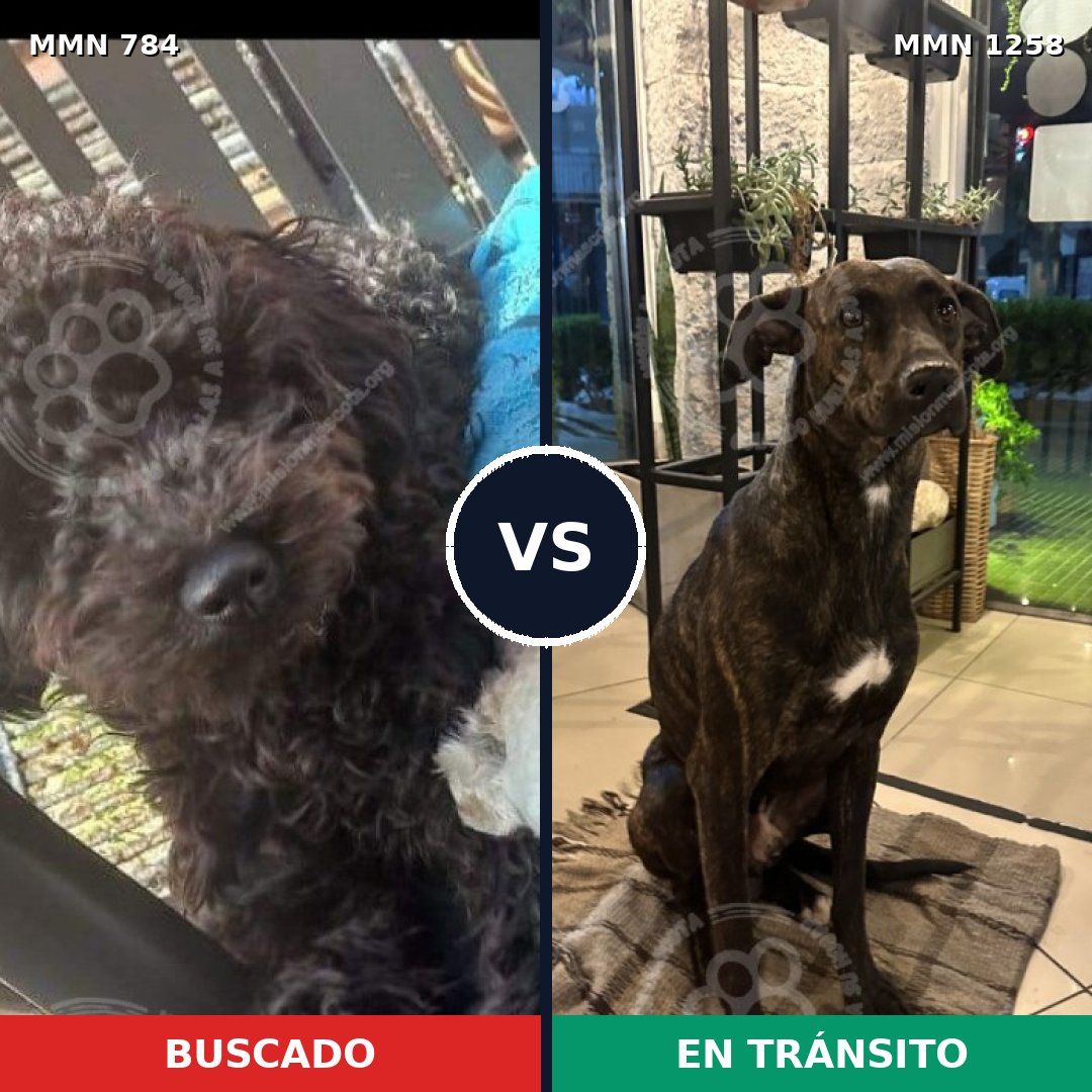Comparativa MMS 20675: mascota perdida y mascota encontrada, 50% de similitud