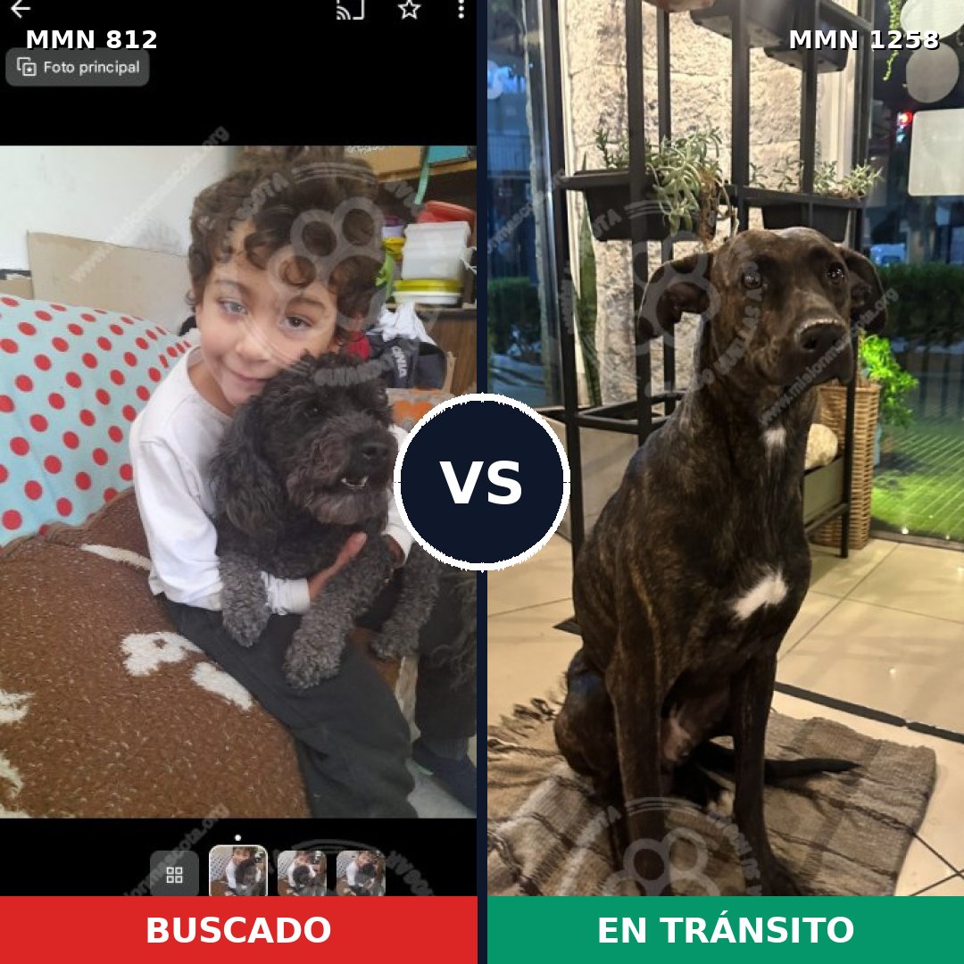 Comparativa MMS 20677: mascota perdida y mascota encontrada, 43% de similitud