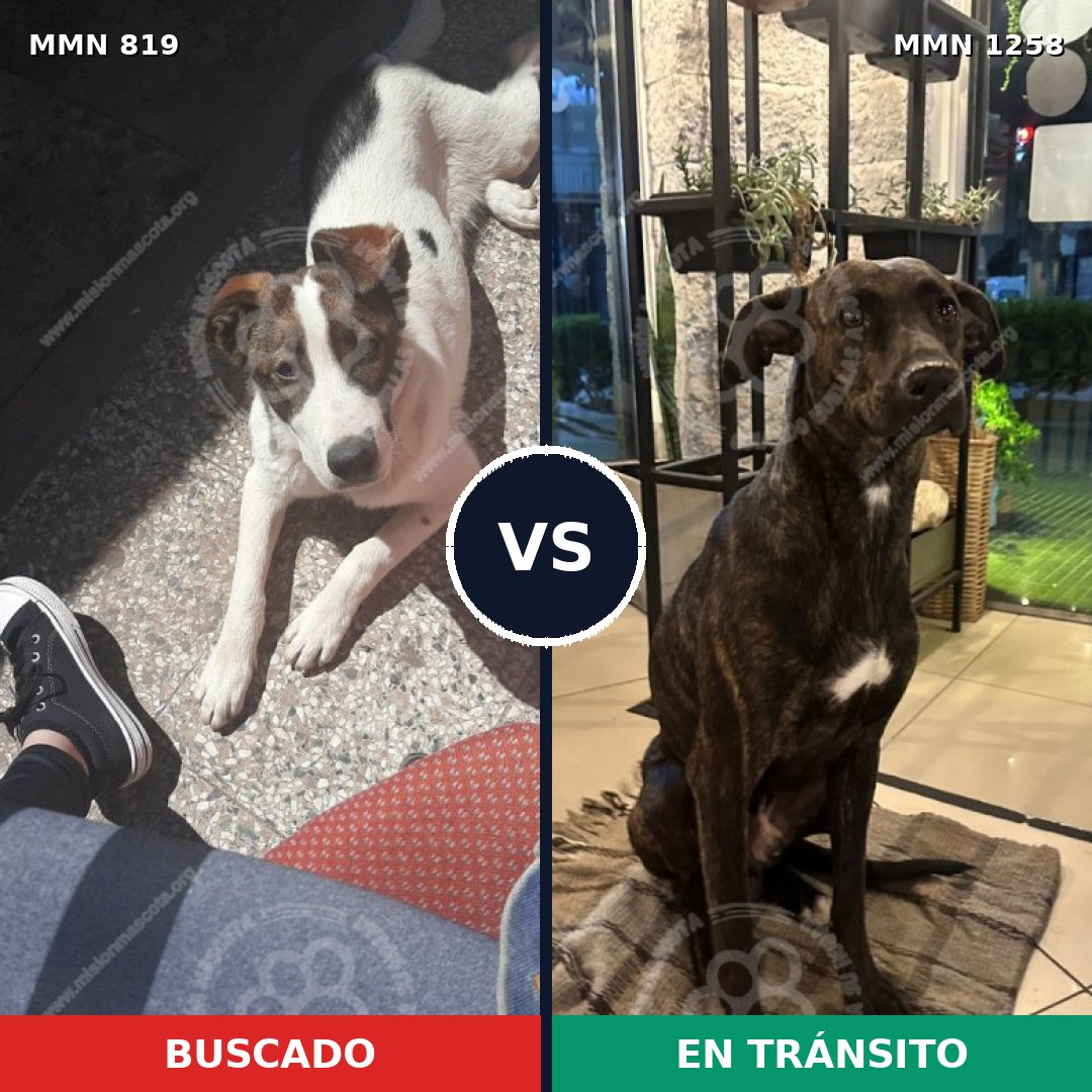 Comparativa MMS 20679: mascota perdida y mascota encontrada, 90% de similitud