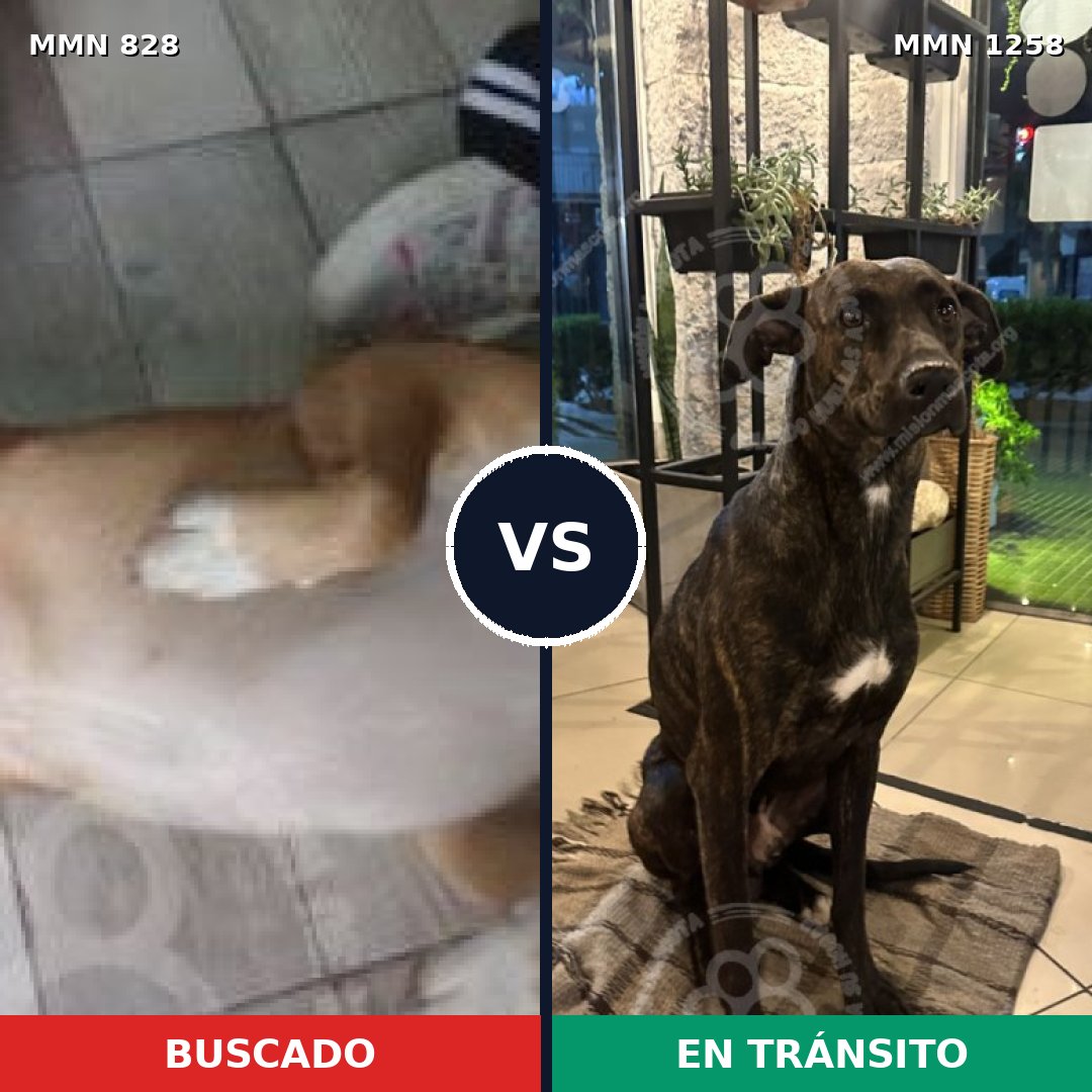 Comparativa MMS 20680: mascota perdida y mascota encontrada, 81% de similitud