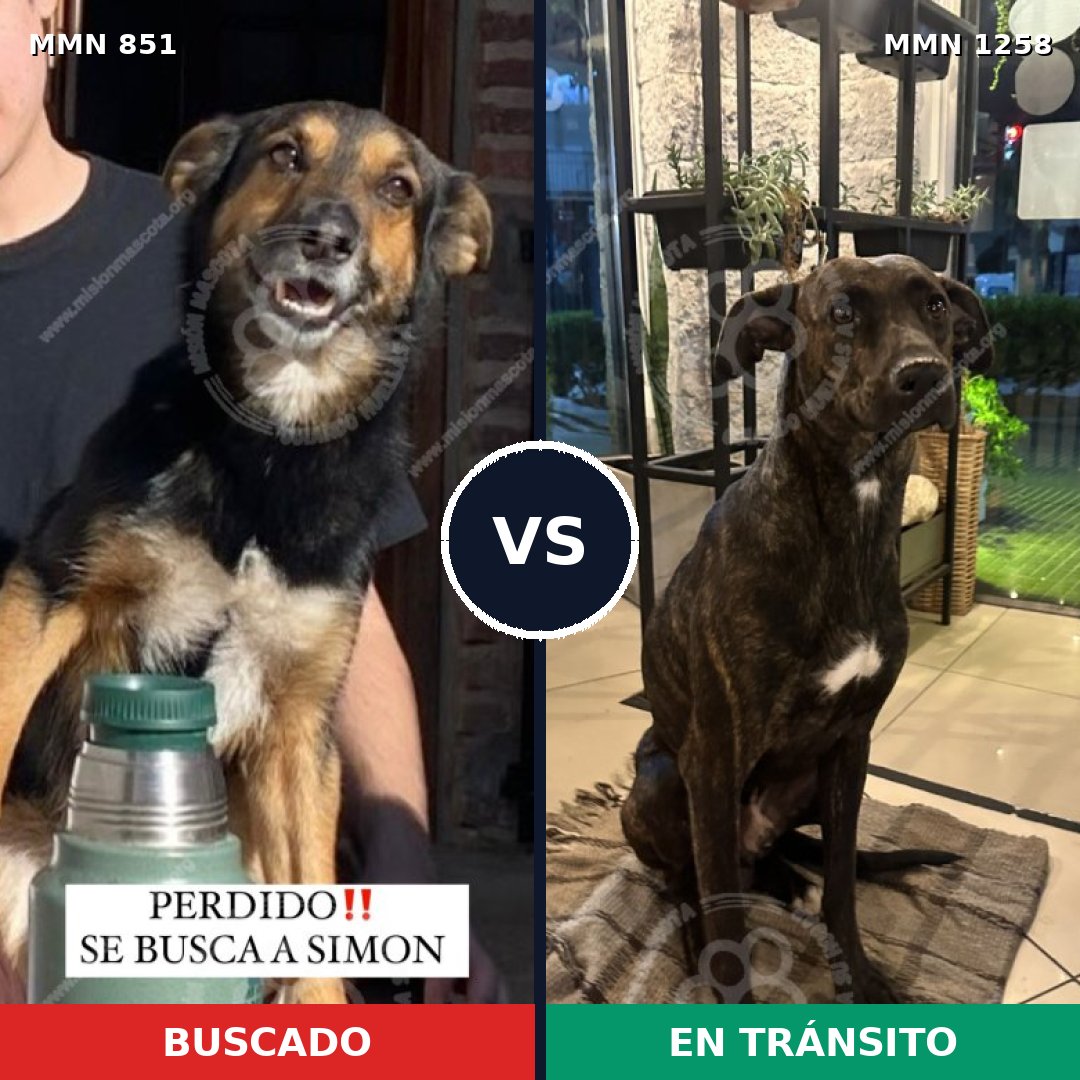 Comparativa MMS 20682: mascota perdida y mascota encontrada, 87% de similitud