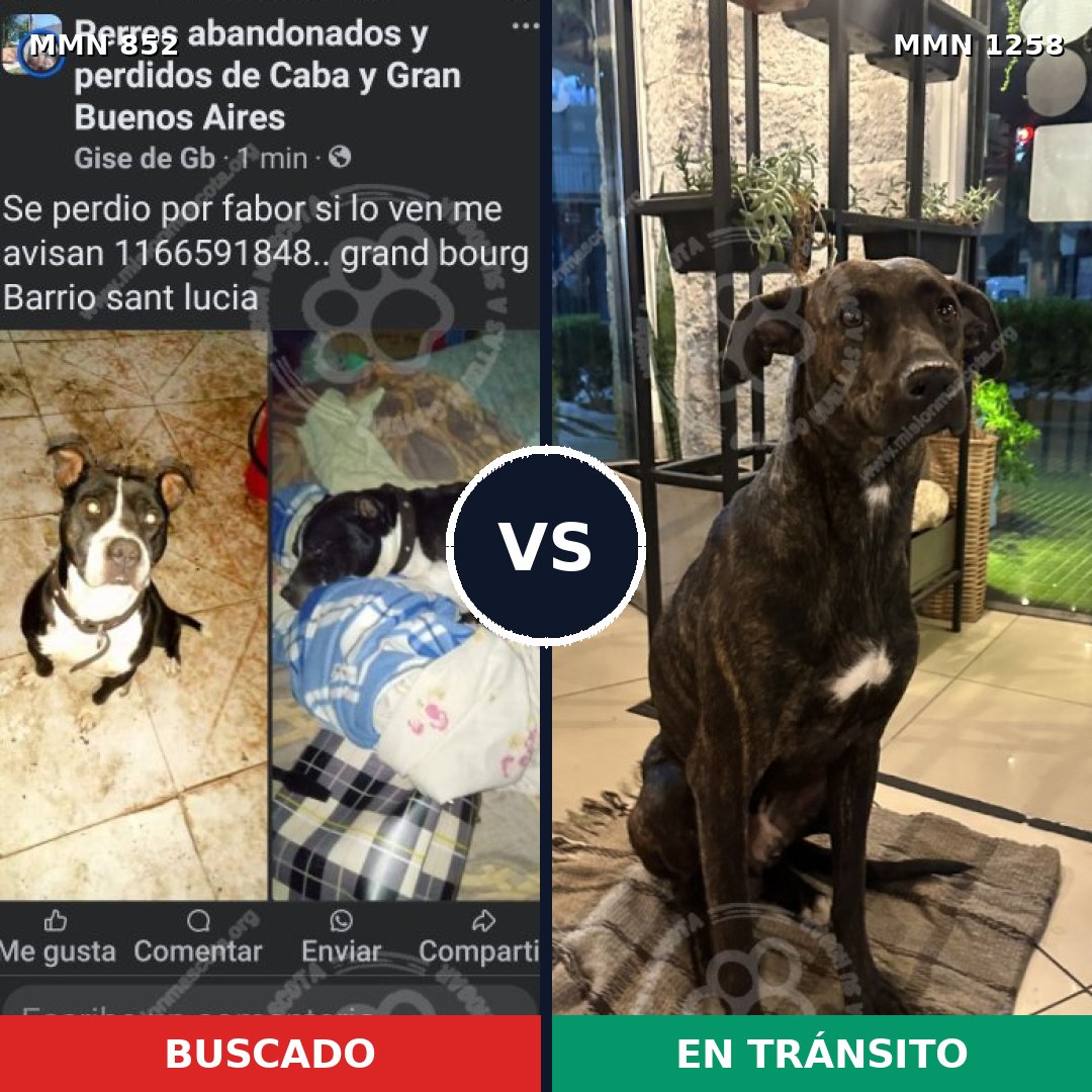 Comparativa MMS 20683: mascota perdida y mascota encontrada, 53% de similitud